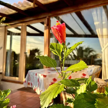 Finca Tenerife - Cozy Studio Mit Traumblick & Tropischem Garten Icod De Los Vinos Exterior photo